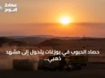 حصاد الحبوب في يوزغات يتحول إلى مشهد ذهبي من الفجر حتى الغروب