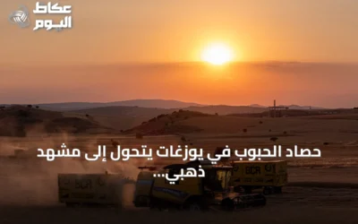 حصاد الحبوب في يوزغات يتحول إلى مشهد ذهبي من الفجر حتى الغروب