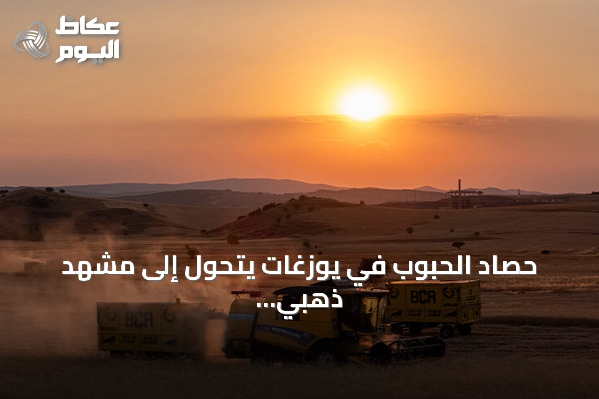 حصاد الحبوب في يوزغات يتحول إلى مشهد ذهبي من الفجر حتى الغروب