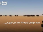 ضبط مواطن لرعيه 40 متنًا من الإبل في مواقع محظور الرعي بمحمية الإمام تركي بن عبدالله الملكية