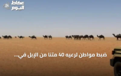 ضبط مواطن لرعيه 40 متنًا من الإبل في مواقع محظور الرعي بمحمية الإمام تركي بن عبدالله الملكية