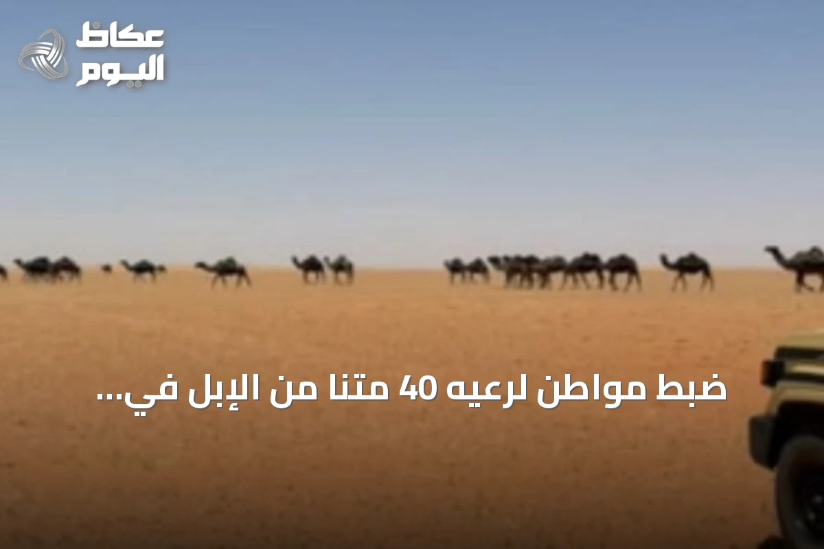 ضبط مواطن لرعيه 40 متنًا من الإبل في مواقع محظور الرعي بمحمية الإمام تركي بن عبدالله الملكية