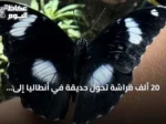 20 ألف فراشة تحوّل حديقة في أنطاليا إلى وجهة استوائية تفاعلية