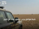 ضبط مواطن يرعى عشرين متنًا من الإبل داخل منطقة محظورة بمحمية الملك عبدالعزيز