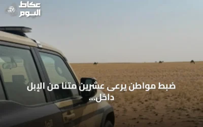 ضبط مواطن يرعى عشرين متنًا من الإبل داخل منطقة محظورة بمحمية الملك عبدالعزيز