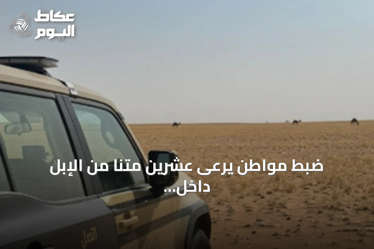 ضبط مواطن يرعى عشرين متنًا من الإبل داخل منطقة محظورة بمحمية الملك عبدالعزيز