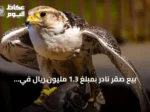 بيع صقر نادر بمبلغ 1.3 مليون ريال في المزاد الدولي لمزارع إنتاج الصقور 2026