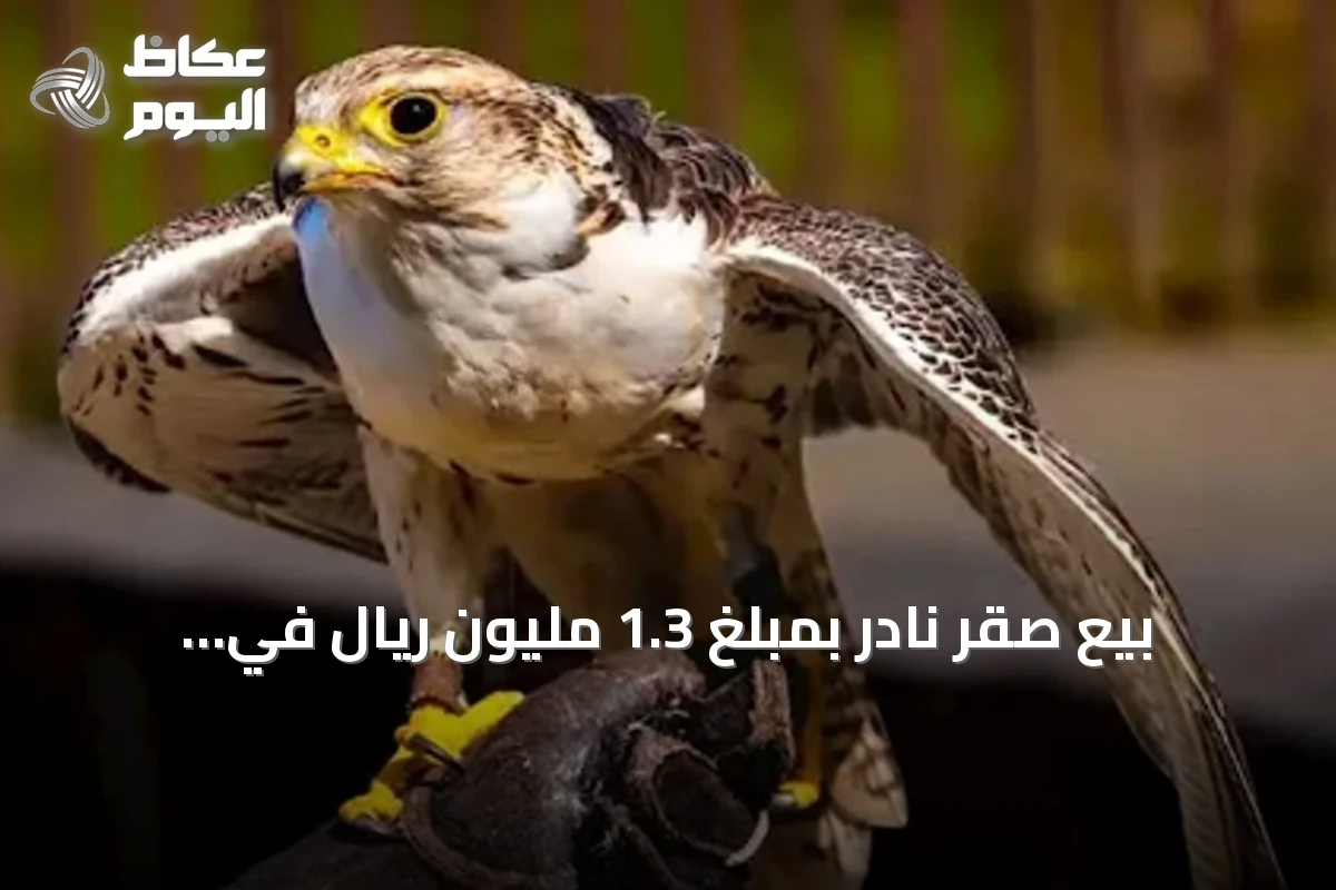 بيع صقر نادر بمبلغ 1.3 مليون ريال في المزاد الدولي لمزارع إنتاج الصقور 2026