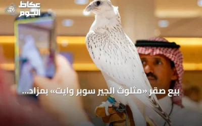 بيع صقر «مثلوث الجير سوبر وايت» بمزاد 2026 بسعر 1.3 مليون ريال