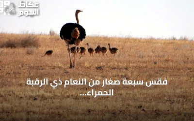 فقس سبعة صغار من النعام ذي الرقبة الحمراء في محمية الإمام تركي بن Abdullah خلال الربع الثاني من 2026