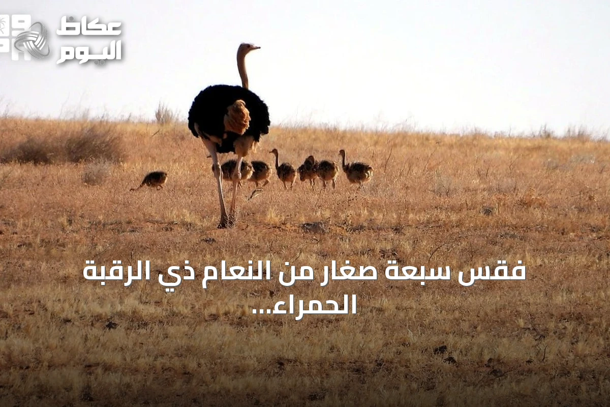 فقس سبعة صغار من النعام ذي الرقبة الحمراء في محمية الإمام تركي بن Abdullah خلال الربع الثاني من 2026