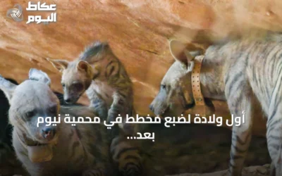 أول ولادة لضبع مخطط في محمية نيوم بعد إعادة التوطين