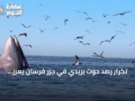 تكرار رصد حوت بريدي في جزر فرسان يعزز مكانتها كوجهة للحياة الفطرية