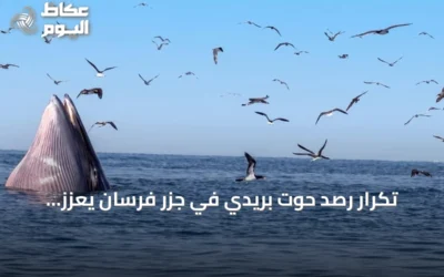 تكرار رصد حوت بريدي في جزر فرسان يعزز مكانتها كوجهة للحياة الفطرية