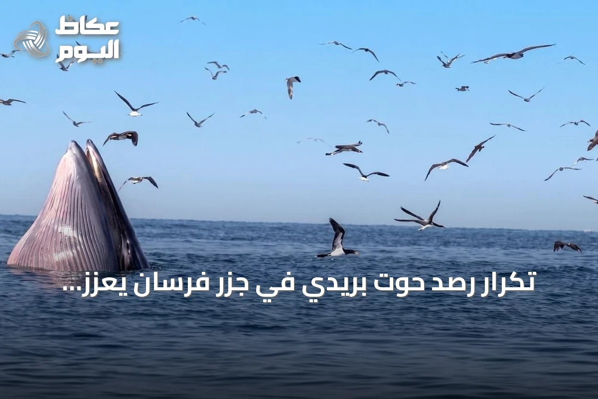 تكرار رصد حوت بريدي في جزر فرسان يعزز مكانتها كوجهة للحياة الفطرية