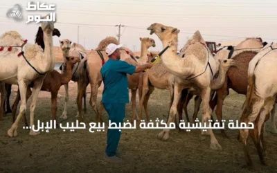 حملة تفتيشية مكثفة لضبط بيع حليب الإبل العشوائي في الرياض