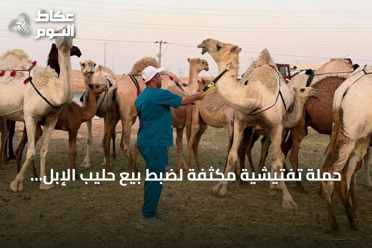 حملة تفتيشية مكثفة لضبط بيع حليب الإبل العشوائي في الرياض