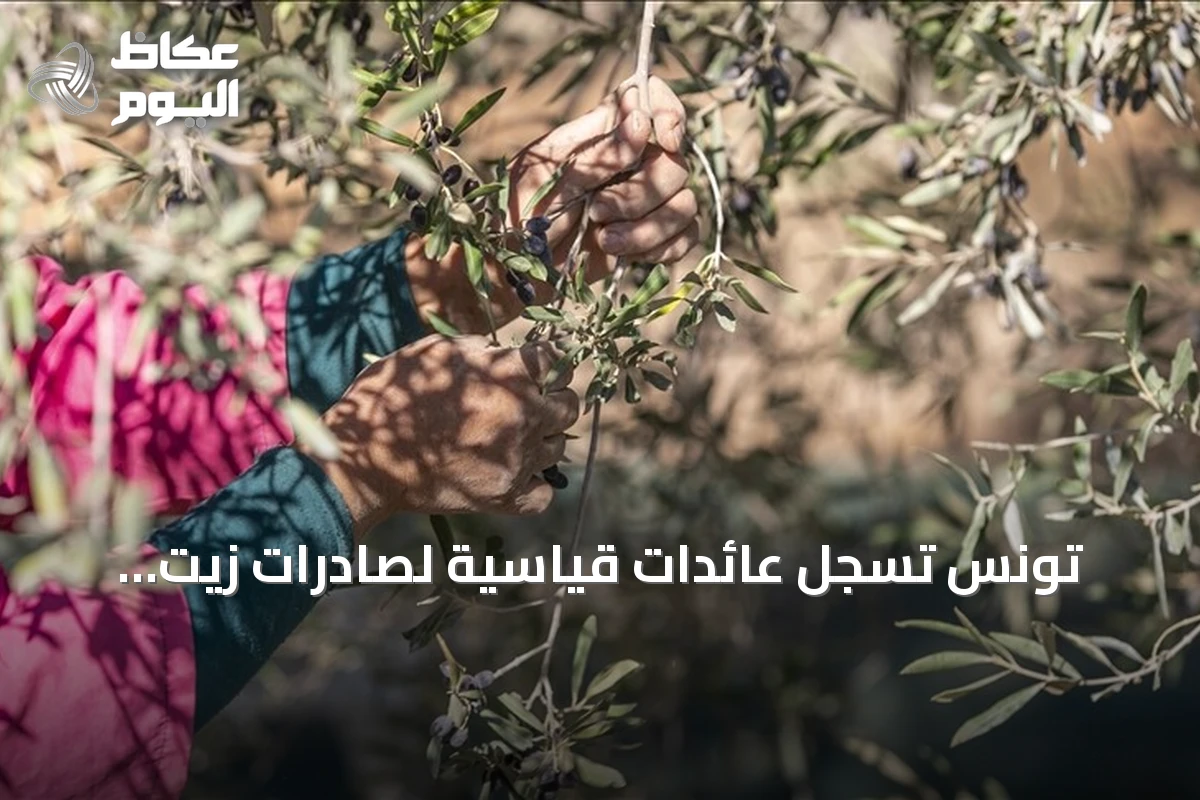 تونس تسجل عائدات قياسية لصادرات زيت الزيتون بقيمة 1.57 مليار دولار خلال تسعة أشهر