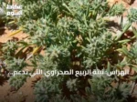 الهراس: نبتة الربيع الصحراوي التي تدعم التوازن البيئي