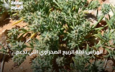الهراس: نبتة الربيع الصحراوي التي تدعم التوازن البيئي