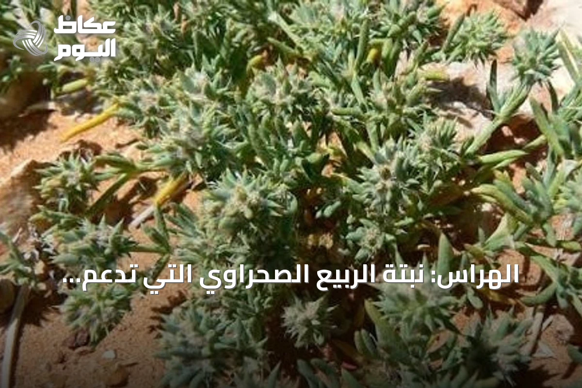 الهراس: نبتة الربيع الصحراوي التي تدعم التوازن البيئي