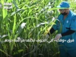 فرق «وقاء» في الجوف تكثف مراقبة دودة الحشد الخريفية في مزارع الذرة