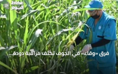 فرق «وقاء» في الجوف تكثف مراقبة دودة الحشد الخريفية في مزارع الذرة