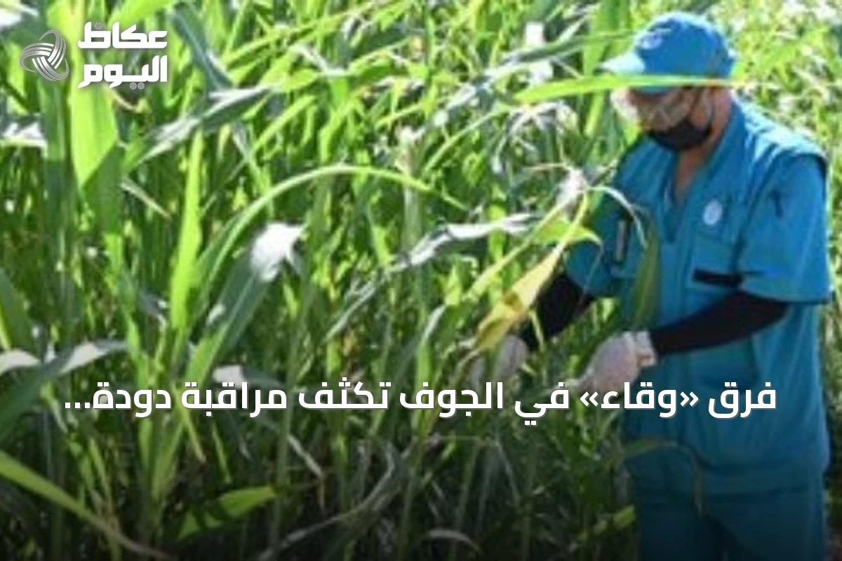 فرق «وقاء» في الجوف تكثف مراقبة دودة الحشد الخريفية في مزارع الذرة