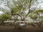 توثيق 50 شجرة معمّرة في الباحة ضمن جهود تنمية الغطاء النباتي