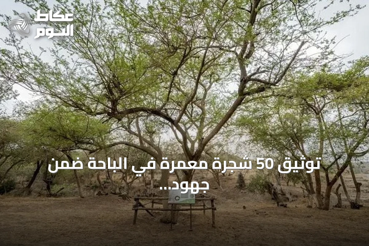 توثيق 50 شجرة معمّرة في الباحة ضمن جهود تنمية الغطاء النباتي