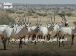 المها العربي يعود إلى البرية: تجربة سعودية ملهمة لاستعادة الأنواع المهددة