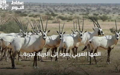 المها العربي يعود إلى البرية: تجربة سعودية ملهمة لاستعادة الأنواع المهددة