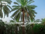 موسم التمور في القصيم.. ثروة زراعية تتجه نحو اقتصاد متكامل يتجاوز حدود المزرعة