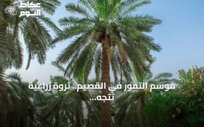 موسم التمور في القصيم.. ثروة زراعية تتجه نحو اقتصاد متكامل يتجاوز حدود المزرعة