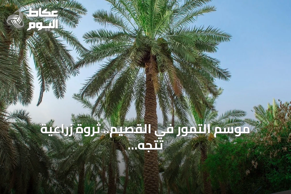 موسم التمور في القصيم.. ثروة زراعية تتجه نحو اقتصاد متكامل يتجاوز حدود المزرعة