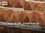 من فكرة أولية إلى 250 طناً يومياً.. seventeenth نسخة من سوق تمور البكيرية