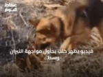 فيديو يظهر كلب يحاول مواجهة النيران وسط حرائق الجزائر