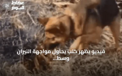 فيديو يظهر كلب يحاول مواجهة النيران وسط حرائق الجزائر