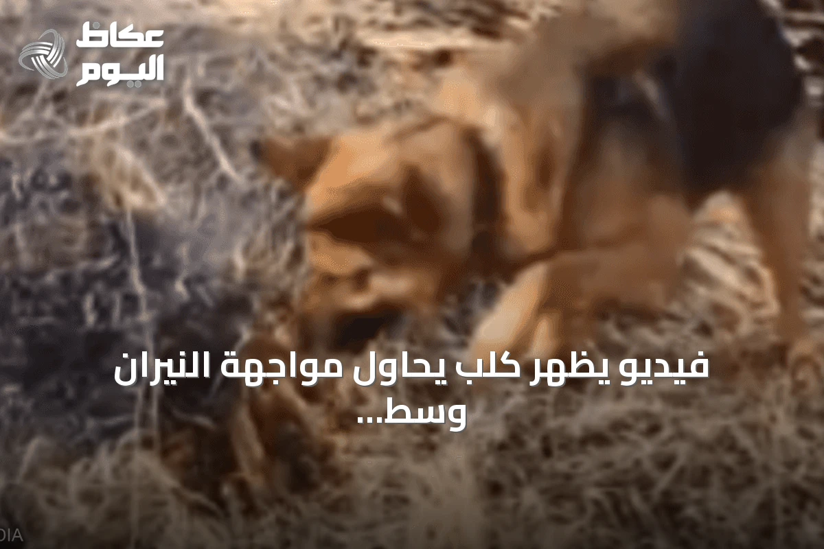 فيديو يظهر كلب يحاول مواجهة النيران وسط حرائق الجزائر