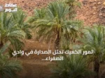 تمور الكعيك تحتل الصدارة في وادي الصفراء بالمدينة المنورة بفضل مياه الأمطار ونضج الصيف