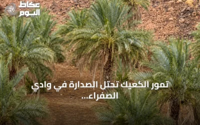تمور الكعيك تحتل الصدارة في وادي الصفراء بالمدينة المنورة بفضل مياه الأمطار ونضج الصيف