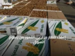إعفاء صغار مزارعي التمور من رسوم السوق ودعم الشباب عبر الجمعيات التعاونية