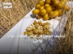 تجفيف البرحي في رياض الخبراء.. تراث زراعي يحفظ المحصول عبر المواسم