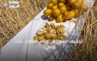 تجفيف البرحي في رياض الخبراء.. تراث زراعي يحفظ المحصول عبر المواسم