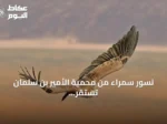 نسور سمراء من محمية الأمير بن سلمان تستقر في أرمينيا والعراق بعد رحلة طويلة
