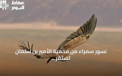 نسور سمراء من محمية الأمير بن سلمان تستقر في أرمينيا والعراق بعد رحلة طويلة