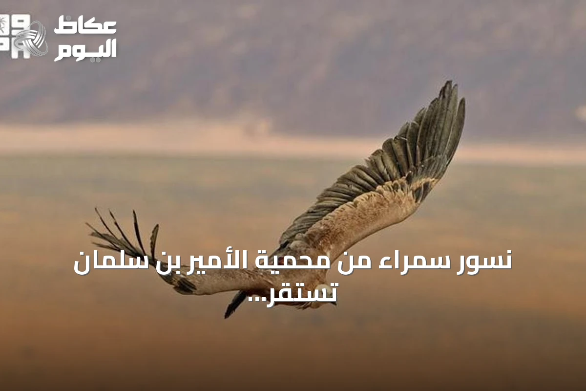 نسور سمراء من محمية الأمير بن سلمان تستقر في أرمينيا والعراق بعد رحلة طويلة
