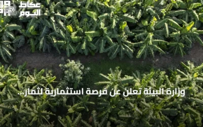 وزارة البيئة تعلن عن فرصة استثمارية لثمار استوائية بمنطقة بيش، جازان