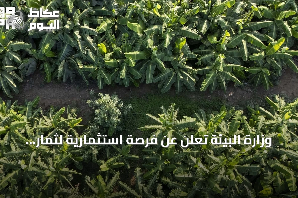 وزارة البيئة تعلن عن فرصة استثمارية لثمار استوائية بمنطقة بيش، جازان