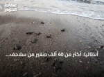 أنطاليا: أكثر من 40 ألف صغير من سلاحف كاريتا كاريتا تتجه إلى البحر